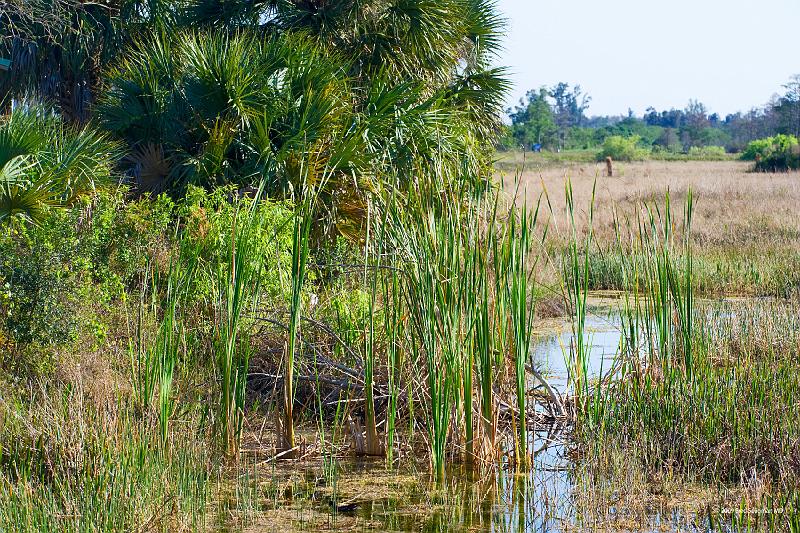 20090220_160224 D3 P1 5100x3400 srgb.jpg - Loxahatchee National Wildlife Preserve